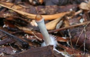 Psilocybe cyanescens - lysohlavka modrajici 1_witch.JPG