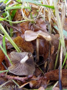 Psilocybe cyanescens - lysohlavka modrajici 2_witch.JPG