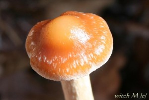 Psilocybe cyanescens - lysohlavka modrajici 3_witch.JPG