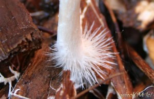 Psilocybe cyanescens - lysohlavka modrajici 4_witch.JPG