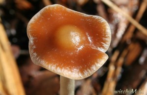 Psilocybe cyanescens - lysohlavka modrajici 5_witch.JPG