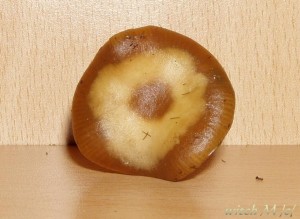 Psilocybe cyanescens - lysohlavka modrajici 6_witch.JPG