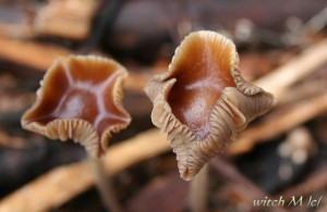 Psilocybe cyanescens - lysohlavka modrajici 8_witch.JPG