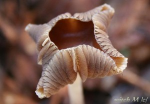 Psilocybe cyanescens - lysohlavka modrajici 9_witch.JPG