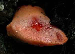 Pste dubov - Fistulina hepatica (3).jpg