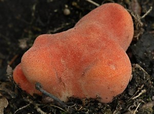 Pste dubov - Fistulina hepatica (4).jpg