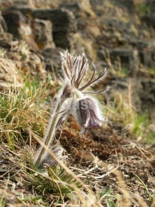 Pulsatilla vernalis3.jpg