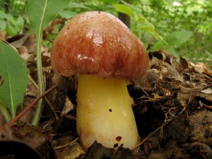 Pulveroboletus gentilis.jpg