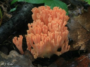 ramaria.jpg