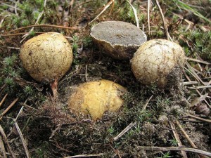 Rhizopogon luteolus 3.jpg