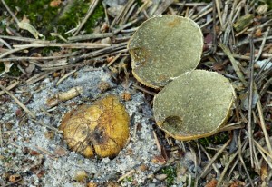 Rhizopogon luteolus.jpg