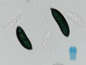 Rosellinia-corticium15.jpg