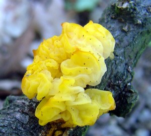 Rosolovka mozkovit - Tremella mesenterica (3).jpg