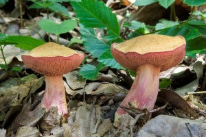 rubinoboletus_rubinus_dm_3.jpg