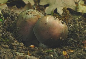 russula1.jpg