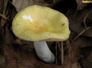 Russula acetolensM.jpg