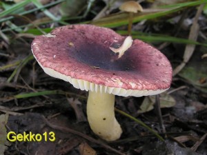 Russula_alnetorum2.JPG