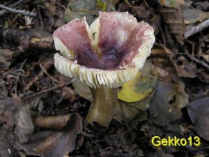 Russula_alnetorum.JPG