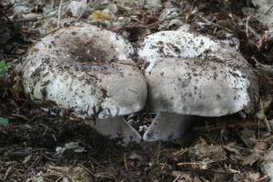 Russula_anthracina 02.jpg