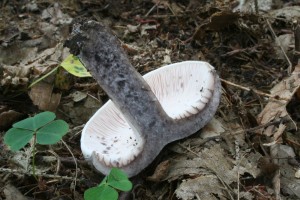 Russula_anthracina 03.jpg