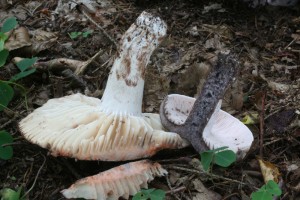 Russula_anthracina 04.jpg