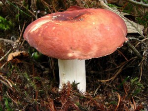 Russula badia.jpg