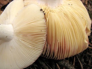 Russula badia 2.jpg