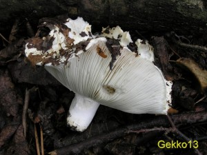 Russula_chloroides.jpg