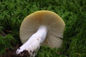 Russula_claroflava2.jpg