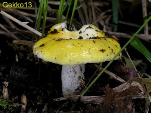 Russula claroflava5.JPG