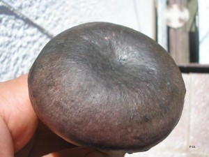 Russula cyanox.20.8.2010.JPG