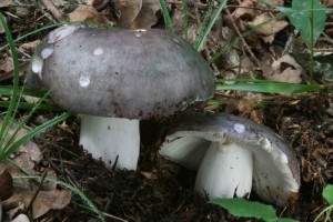 Russula_cyanoxantha.jpg