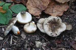 Russula_insignis.jpg