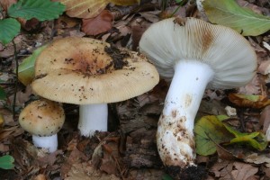 Russula laurocerasii.jpg