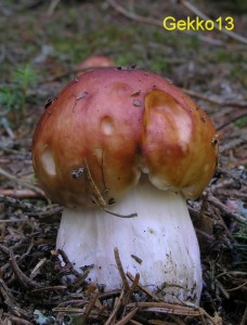 Russula paludosa.JPG