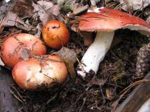 Russula paludosa.jpg