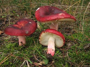 Russula rhodopa 1.jpg