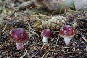 Russula_sardonia2.jpg