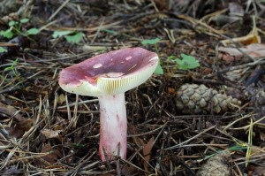 Russula_sardonia.jpg