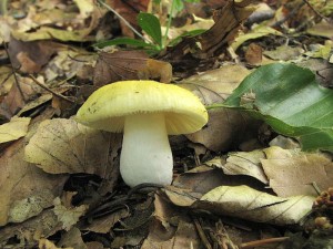 Russula solaris1.jpg