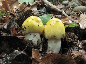 Russula solaris.jpg