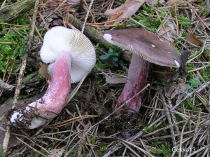 RUSSULA_SP.JPG