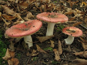 Russula velenovskyi.jpg