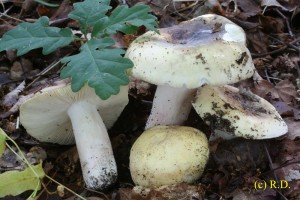 Russula_violeipes 01.jpg