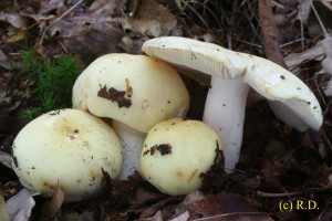 Russula_violeipes 02.jpg