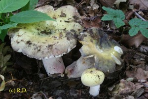 Russula_violeipes 03.jpg