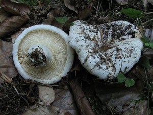 ryzec Bertillonv-Lactarius bertillonii1.jpg