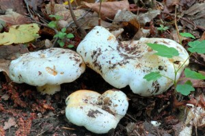 Ryzec Bertillonv - Lactarius bertillonii.jpg