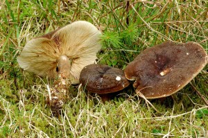 Ryzec datl - Lactarius picinus.jpg