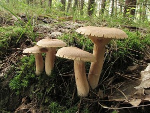 ryzec hnd-Lactarius helvus2.jpg